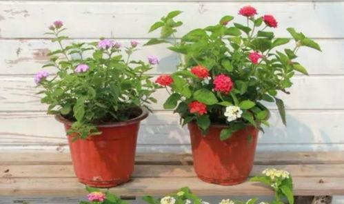 新闻视频爆料入口在哪,一键掌握独家资讯 第3张 新闻视频爆料入口在哪,一键掌握独家资讯 第3张